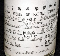 呂宋棘海星藏品圖，第8張