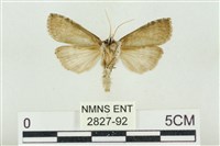 帶波紋蛾藏品圖，第2張