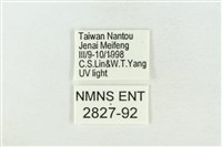 帶波紋蛾藏品圖，第3張