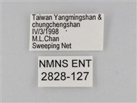 密紋波眼蝶藏品圖，第3張