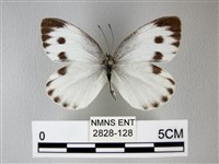 緣點白粉蝶藏品圖，第1張