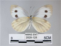 緣點白粉蝶藏品圖，第2張