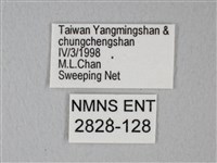 緣點白粉蝶藏品圖，第3張