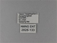 大絹斑蝶藏品圖，第3張