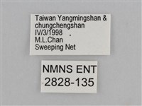 紫帶眉眼蝶藏品圖，第3張