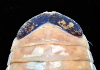 紡錘水虱之一種藏品圖，第2張