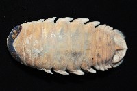 紡錘水虱之一種藏品圖，第4張