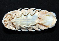 紡錘水虱之一種藏品圖，第5張