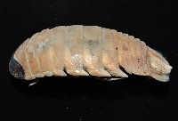 紡錘水虱之一種藏品圖，第8張