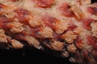 麥氏棘羽海鰓藏品圖，第3張