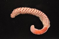 麥氏棘羽海鰓藏品圖，第4張