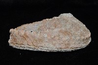 赤金鮑螺藏品圖，第4張