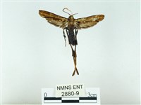 長腳大織蛾藏品圖，第1張