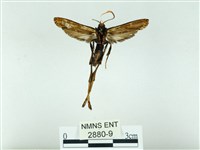 長腳大織蛾藏品圖，第2張