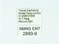 長腳大織蛾藏品圖，第3張