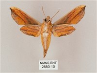 斜綠天蛾藏品圖，第2張