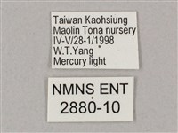 斜綠天蛾藏品圖，第3張