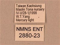 棕綠背線天蛾藏品圖，第3張