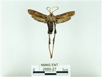 長腳大織蛾藏品圖，第1張