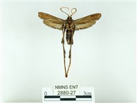 長腳大織蛾藏品圖，第2張