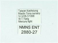 長腳大織蛾藏品圖，第3張