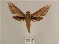 背線天蛾藏品圖，第1張