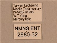 背線天蛾藏品圖，第3張