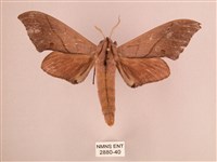 直翅六點天蛾藏品圖，第1張