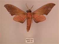 直翅六點天蛾藏品圖，第2張