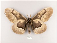 枯球籮紋蛾藏品圖，第2張