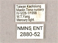 枯球籮紋蛾藏品圖，第3張