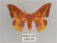 鉛斑帶鉤蛾藏品圖，第1張