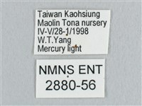 鉛斑帶鉤蛾藏品圖，第3張