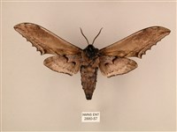 臺灣鋸翅天蛾藏品圖，第2張