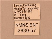 臺灣鋸翅天蛾藏品圖，第3張