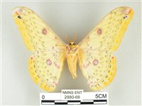 黃豹天蠶蛾藏品圖，第2張