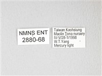 黃豹天蠶蛾藏品圖，第3張