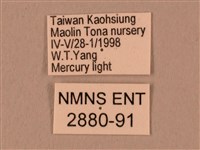 棕綠背線天蛾藏品圖，第3張