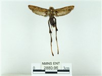 長腳大織蛾藏品圖，第1張