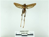 長腳大織蛾藏品圖，第2張