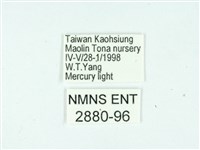 長腳大織蛾藏品圖，第3張