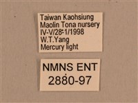 背線天蛾藏品圖，第3張