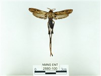 長腳大織蛾藏品圖，第1張