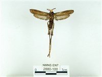 長腳大織蛾藏品圖，第2張