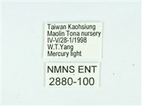 長腳大織蛾藏品圖，第3張