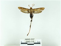 長腳大織蛾藏品圖，第1張