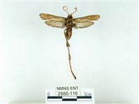 長腳大織蛾藏品圖，第2張