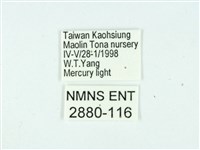 長腳大織蛾藏品圖，第3張