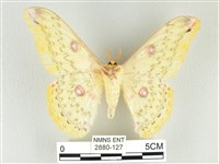 黃豹天蠶蛾藏品圖，第2張