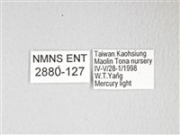 黃豹天蠶蛾藏品圖，第3張